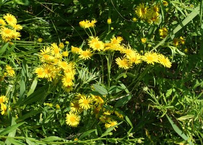 Inula japonica, photographed by Oleg Kosterin
