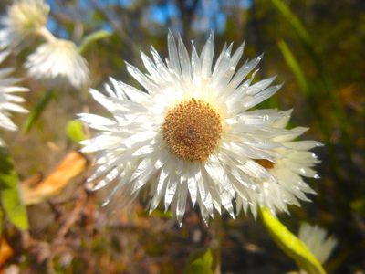 Coronidium elatum, photographed by Kiri Bee