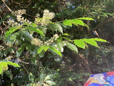 Prunus spinulosa, photographed by Tatsutomo Chin