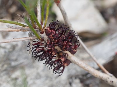 Melaleuca schaueri, photographed by Brett Coulstock