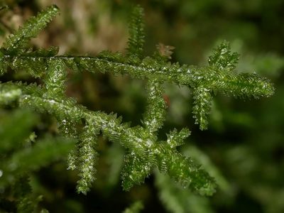 Alleniella hymenodonta, photographed by Leon Perrie