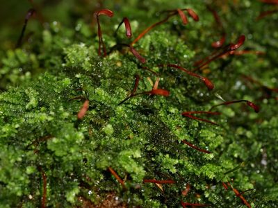 Racopilum strumiferum, photographed by Leon Perrie
