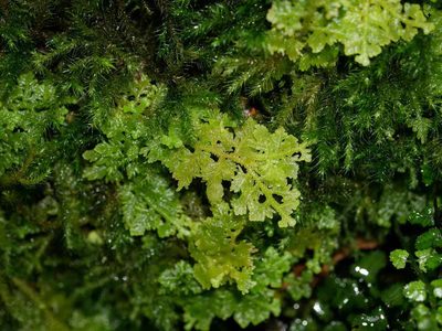 Trichocolea mollissima, photographed by Leon Perrie