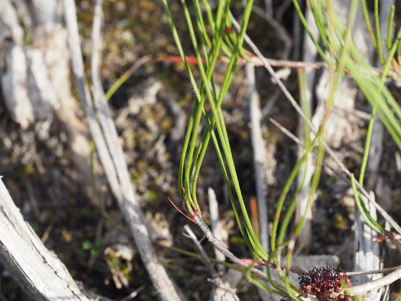 Melaleuca schaueri, photographed by Brett Coulstock