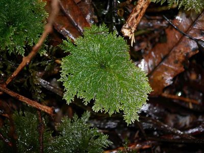 Dendrohypopterygium filiculiforme, photographed by Leon Perrie