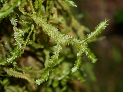 Plagiochila trispicata, photographed by Leon Perrie