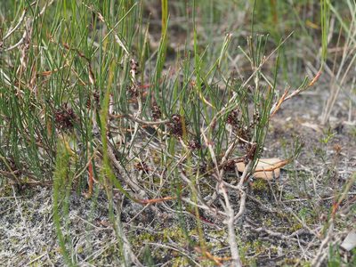 Melaleuca schaueri, photographed by Brett Coulstock