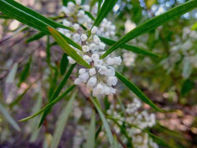 Logania albiflora, photographed by Kiri Bee