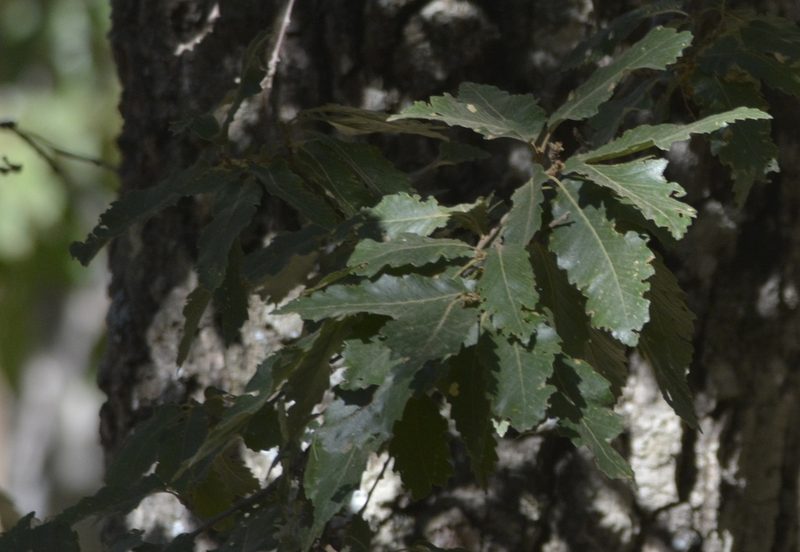 Quercus afares, photographed by Karim Haddad