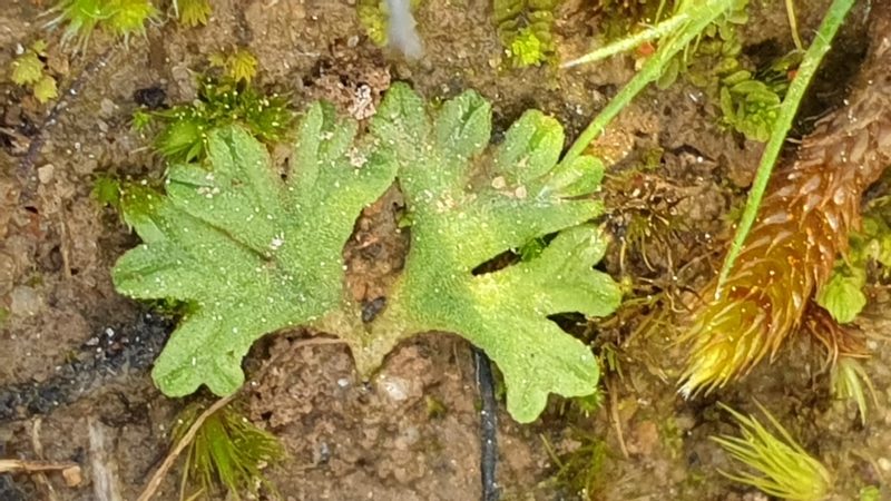 Riccia subbifurca, photographed by Andrew Thornhill
