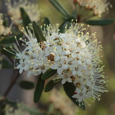 Phebalium squamulosum, photographed by tobyyy