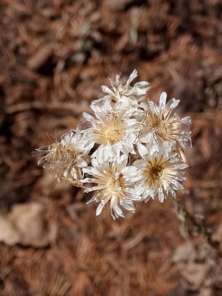 Helichrysum lacteum, photographed by Karim Haddad