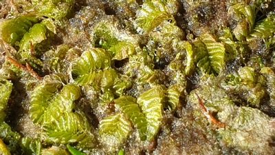 Lethocolea pansa, photographed by Andrew Thornhill