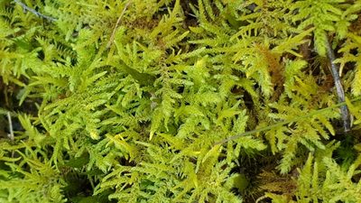 Thuidiopsis sparsa, photographed by Andrew Thornhill