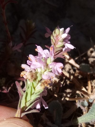 Odontites violaceus, photographed by Karim Haddad