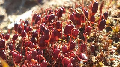 Gemmabryum coronatum, photographed by Andrew Thornhill