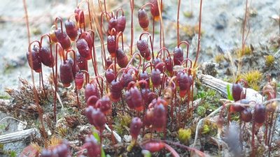 Gemmabryum coronatum, photographed by Andrew Thornhill