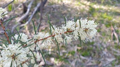 Hakea rugosa, photographed by Andrew Thornhill