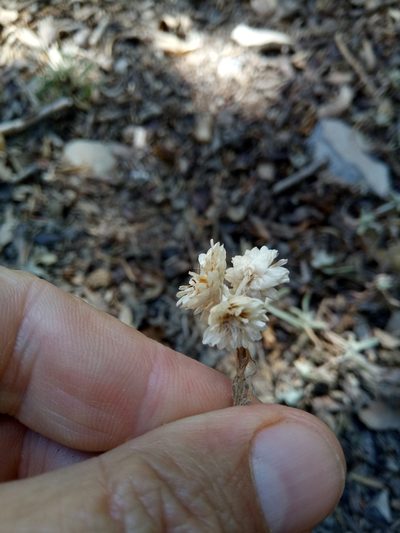 Helichrysum lacteum, photographed by Karim Haddad