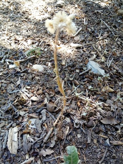 Helichrysum lacteum, photographed by Karim Haddad