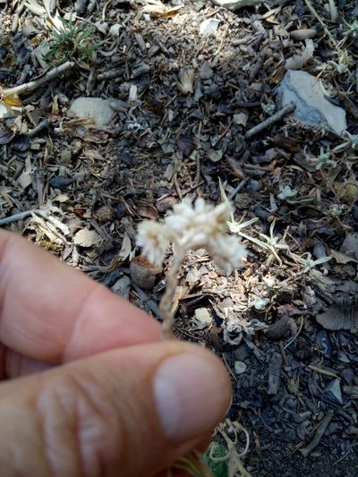 Helichrysum lacteum, photographed by Karim Haddad