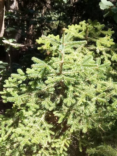 Abies numidica, photographed by Karim Haddad