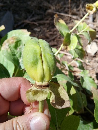 Paeonia algeriensis, photographed by Karim Haddad
