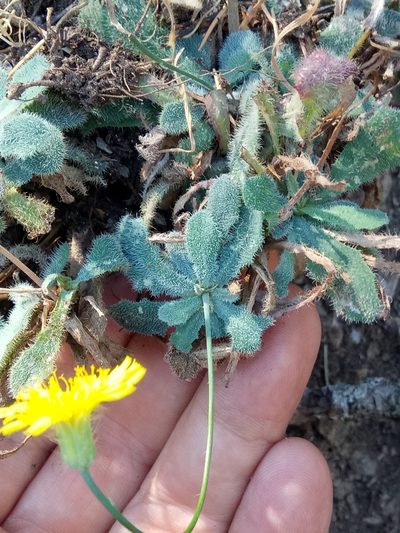 Hypochaeris laevigata, photographed by Karim Haddad