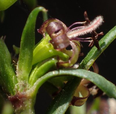 Carpacoce spermacocea, photographed by Nicola van Berkel