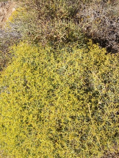 Bupleurum spinosum, photographed by Karim Haddad