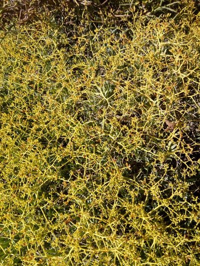 Bupleurum spinosum, photographed by Karim Haddad