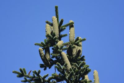 Abies numidica, photographed by Karim Haddad