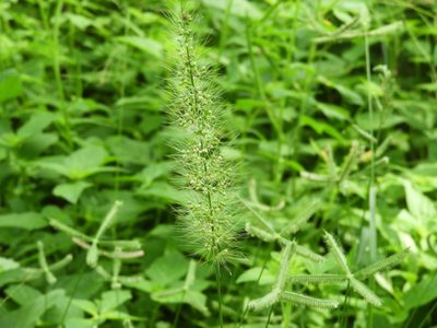Setaria liebmannii, photographed by Francisco Farriols Sarabia