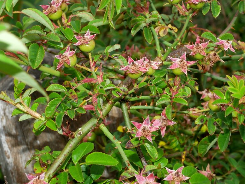 Rosa transmorrisonensis, photographed by Jacy Chen