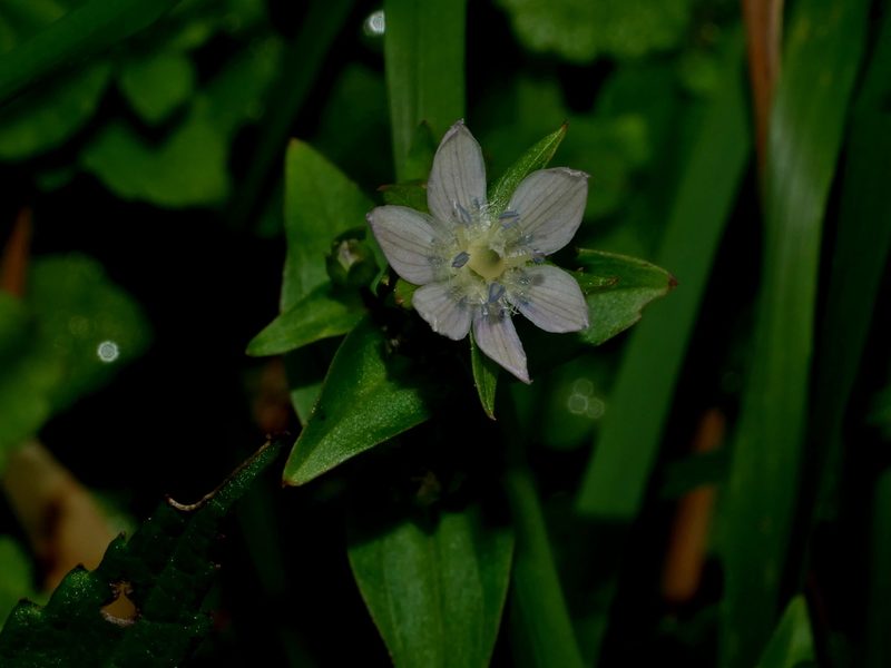 Swertia macrosperma, photographed by Jacy Chen
