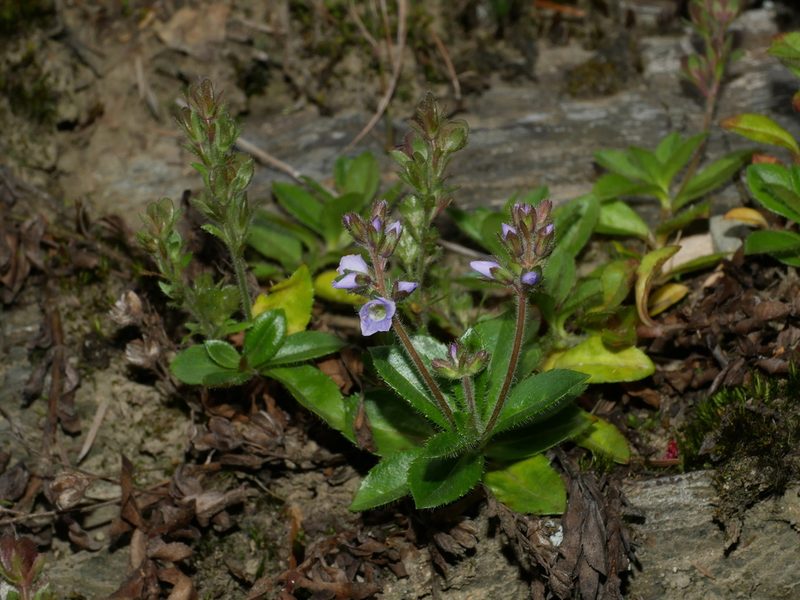 Veronica morrisonicola, photographed by Jacy Chen
