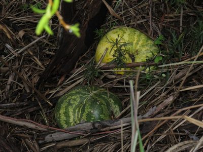 Citrullus amarus, photographed by Jeremy Gilmore