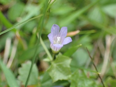 Hesperocodon hederaceus, photographed by Robert H. Wardell