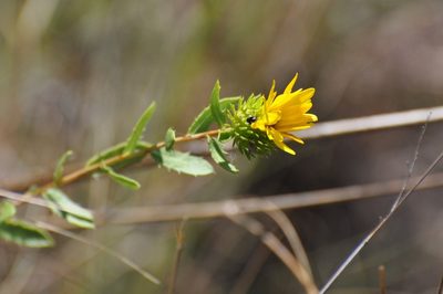 Grindelia lanceolata, photographed by brybrysciguy