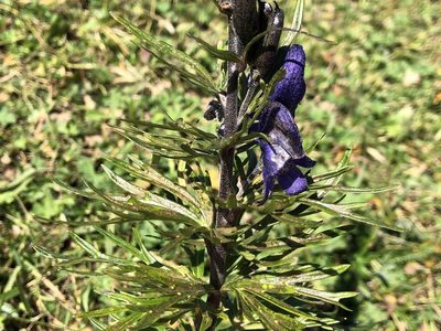 Aconitum napellus, photographed by Jason Grant