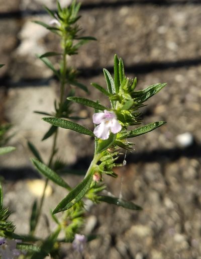 Satureja hortensis, photographed by Irene Saltini