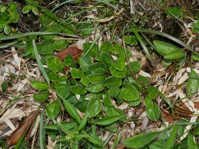 Ainsliaea henryi, photographed by Jacy Chen