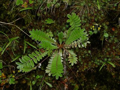 Argentina leuconota, photographed by Jacy Chen