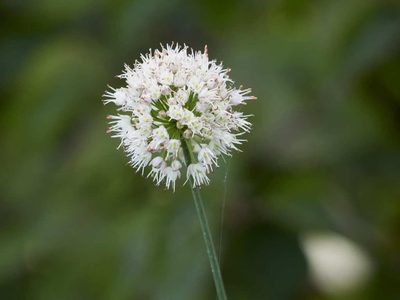 Allium suaveolens, photographed by Andreas Stiller
