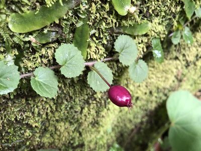 Lobelia nummularia, photographed by 黃美滿