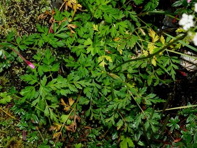 Conioselinum morrisonense, photographed by Jacy Chen