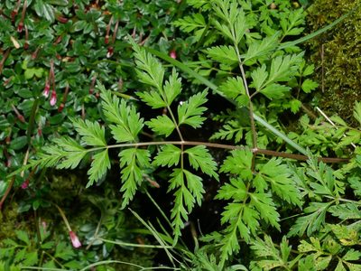 Conioselinum morrisonense, photographed by Jacy Chen