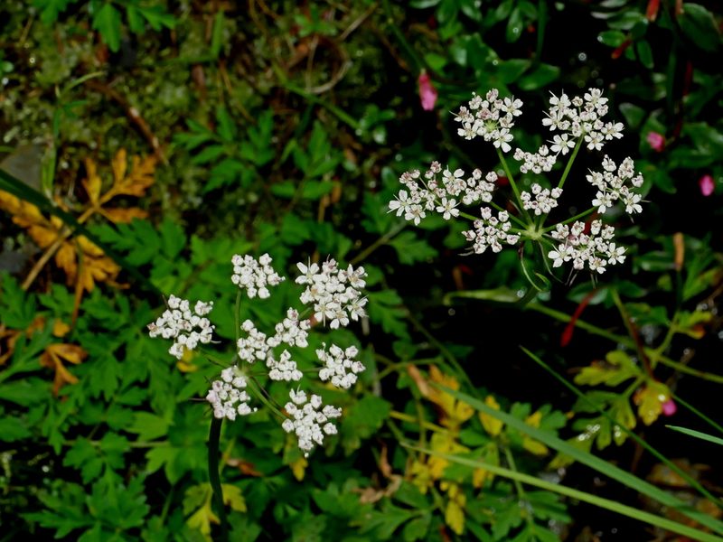 Conioselinum morrisonense, photographed by Jacy Chen