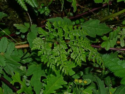 Cystopteris moupinensis, photographed by Jacy Chen