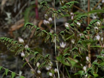 Gymnocarpium remotipinnatum, photographed by Jacy Chen